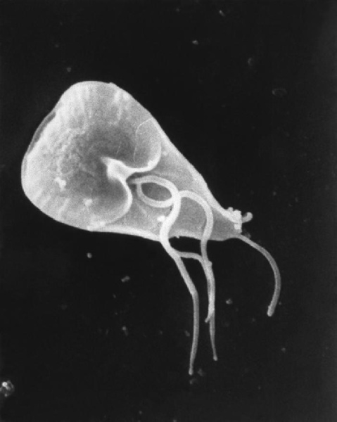 funkcionális orvoslás giardia